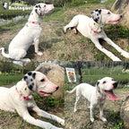 Cotton Dog Collar Light Pink Flower Pattern - Image 6